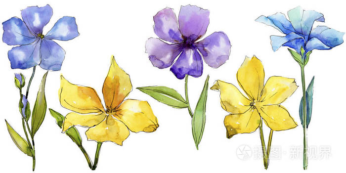 水彩五颜六色的亚麻花.花卉植物花.独立的插图元素.