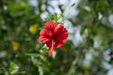 在绿叶散景的背景下, 关闭红色芙蓉花或鞋花的全景。热带花园