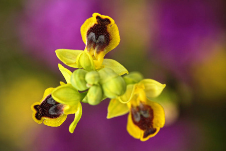 Ophrys 牡丹, 黄色 Ophrys, 在意大利的。开花欧洲陆地野生兰花, 自然栖息地。美丽的细节绽放, 春天场面从欧洲。绿