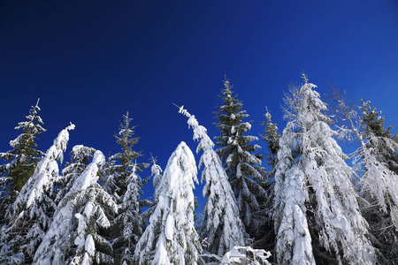 冬季冰雪覆盖在山腰上蓝蓝的天空，与 s 的冷杉树