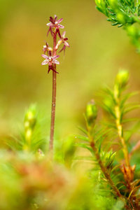 Listera, 较小的 Twayblade, 红色开花欧洲陆地野生兰花在自然生境与绿色背景, Jeseniky, 捷克共和国