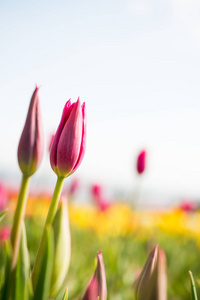 新鲜的郁金香粉红色大自然的色彩在春天的时候