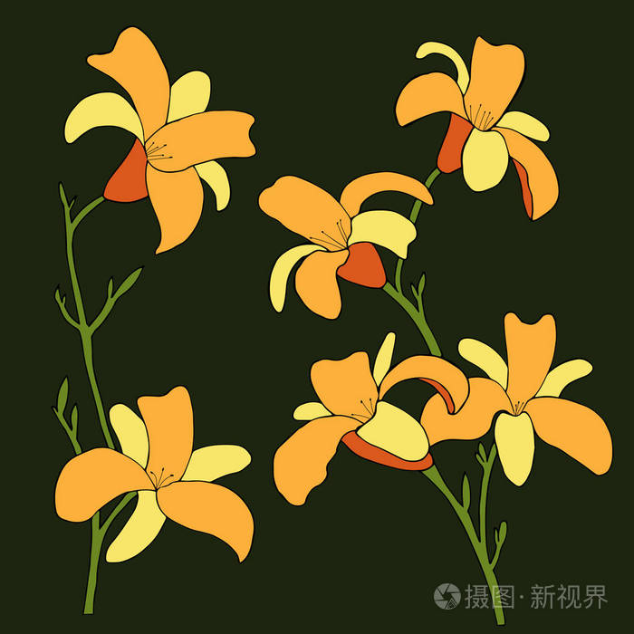 插画 黄花菜花在 bkack 的背景上.矢量插图.eps