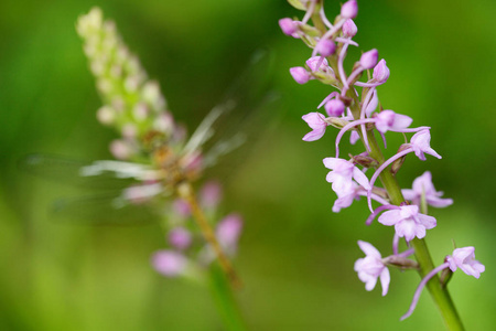 兰花与蜻蜓, 共同芳香兰花, 手掌手掌, 开花欧洲陆地野生兰花在自然栖息地。美丽的细节绽放与清晰的背景, 捷克