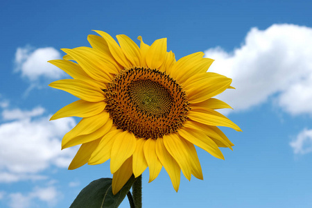在天空中的向日葵图片