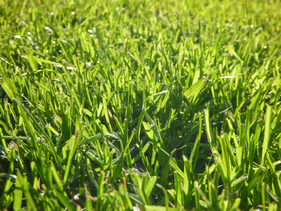 草地上的绿色 moisty 草质地