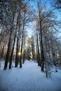 森林景观阳光冬雪