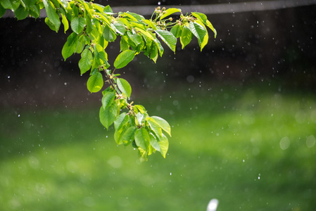 春天下雨的照片图片