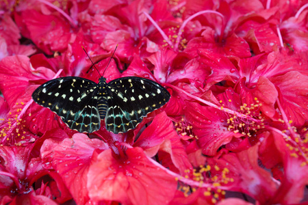 马来西亚吉隆坡蝴蝶公园 Hibiskus 的黑白蝴蝶