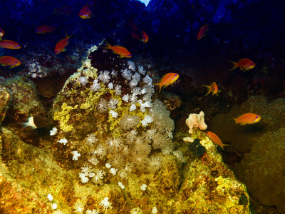 红海水下的红鱼和珊瑚图片