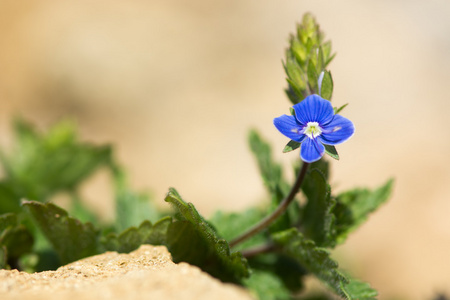 Germander 斯皮德韦尔 维罗妮卡 chamaedrys 在花