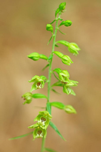 Epipactis pontica, 桥 Helleborine, 野生兰花在自然栖息地, 捷克共和国。在森林开花的欧洲陆生兰花