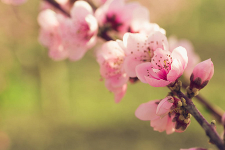 春天树枝与粉红色的花