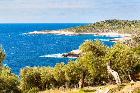 夏季假期背景与希腊岛屿 Thasos 橄榄树和海，希腊