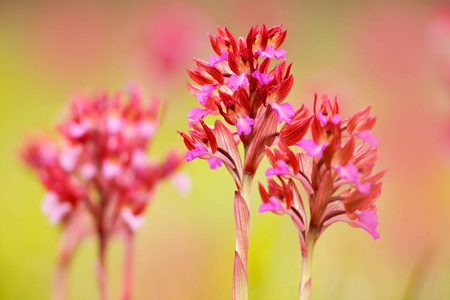 兰花morio 兰花 在意大利的 开花欧洲陆地野生兰花 自然栖息地 美丽的细节绽放 春天场面从欧洲 绿草甸野花照片 正版商用图片05k6xx 摄图新视界