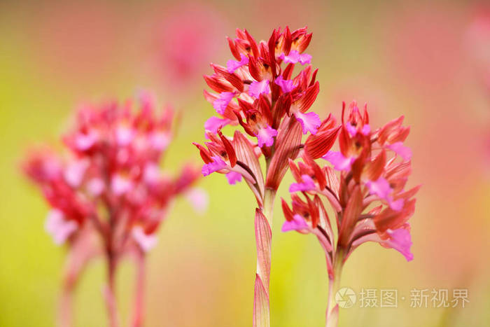 兰花papilionacea 粉红色蝴蝶兰花 在意大利 开花欧洲陆地野生兰花 自然栖息地 美丽的细节绽放 春天场面从欧照片 正版商用图片0qnhye 摄图新视界