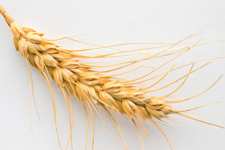 白色背景上的小麦小穗.特写镜头.顶视图照片