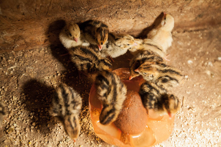 家禽养殖场的婴儿鹌鹑图片