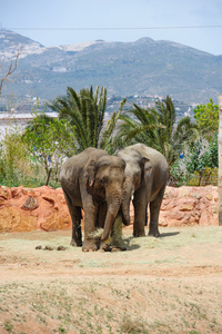 在动物园里的两个亚洲大象图片