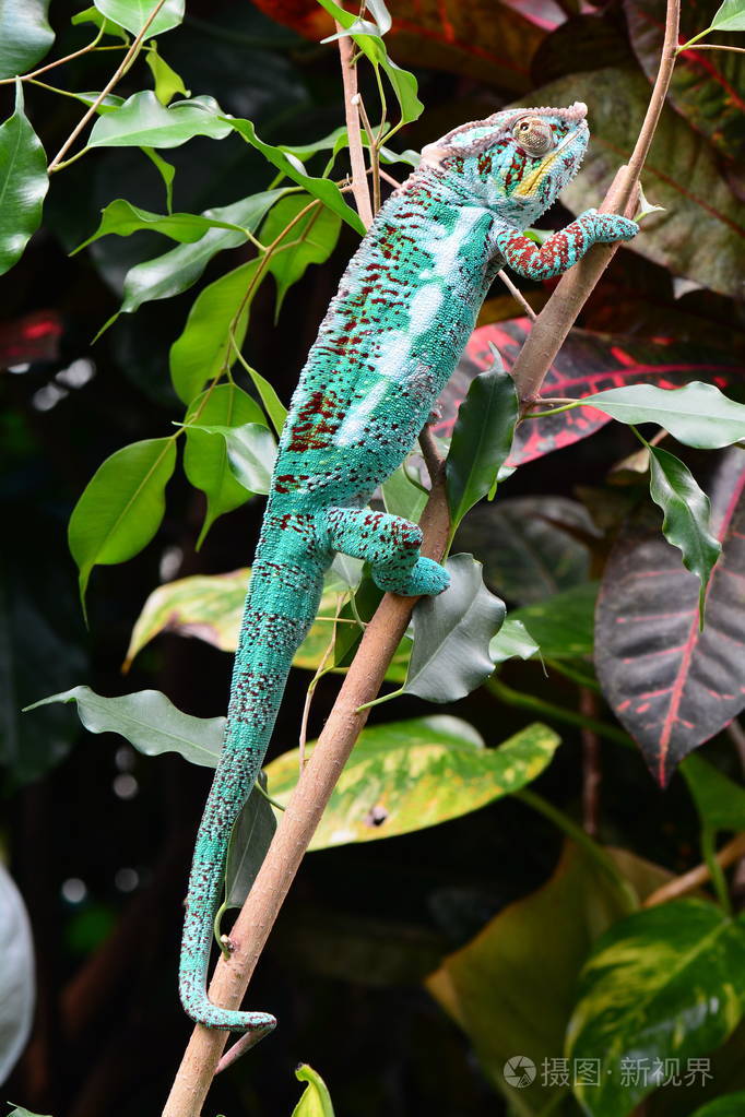 变色龙在它的环境中寻找行动的奇迹