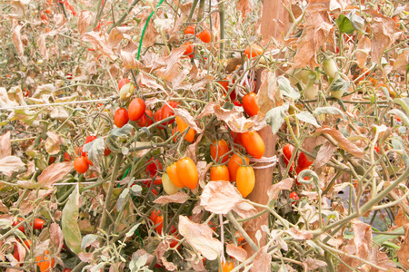 西红柿和叶被损坏的高温和干旱图片