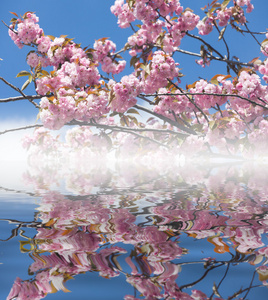 樱花花或美丽自然背景与樱桃开花反映在水中