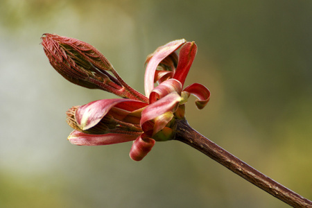 在 springbeautiful 绽放美丽棵开花的树树美丽棵开花的树在春天