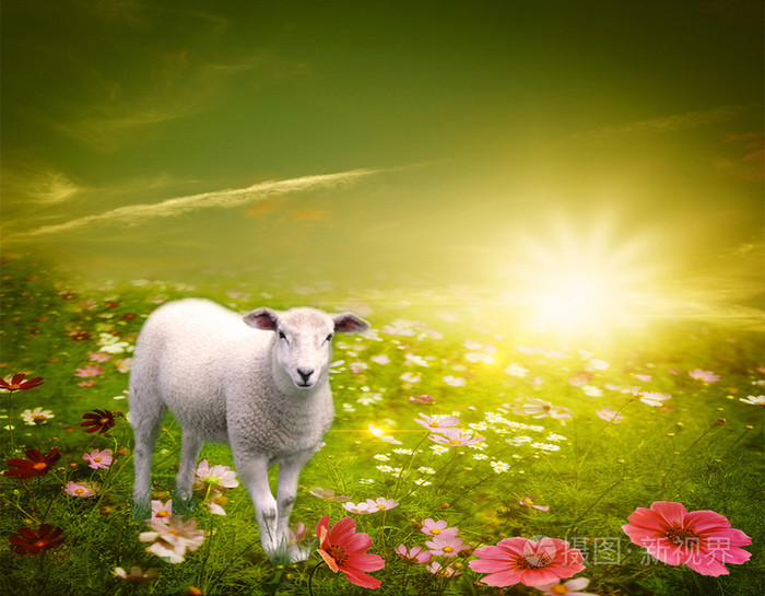 雨后是美丽的雾在黎明.羊提供羊毛和牛奶,肉