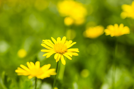 阳光,雏菊菊花照片
