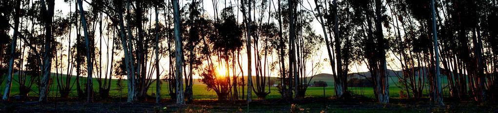 风景与日出在农田和桉树树图片