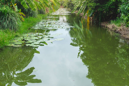 香蕉农场景观莲花池图片