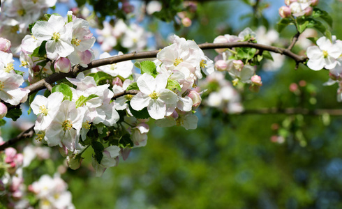 樱桃花树支行