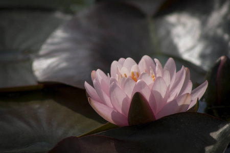 粉红色的睡莲或莲花花在池塘里