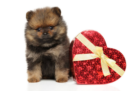 斯皮茨小狗与红色心脏在白色背景。婴儿动物和情人节主题