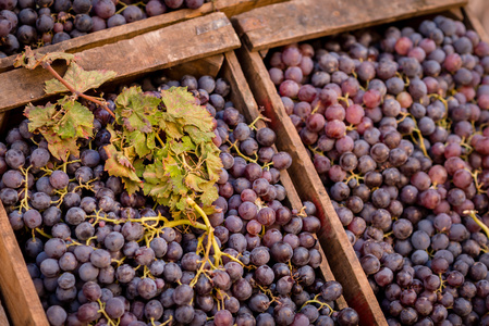 箱的成熟的葡萄