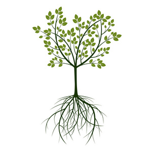 绿树和根。矢量图。性质和花园
