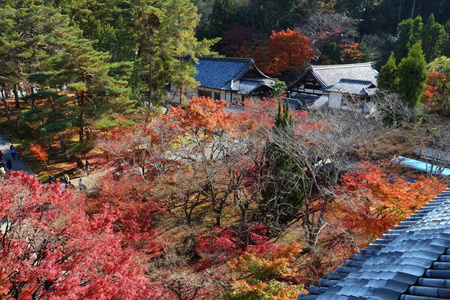 日本京都秋天的落叶，在 Nanzen 寺