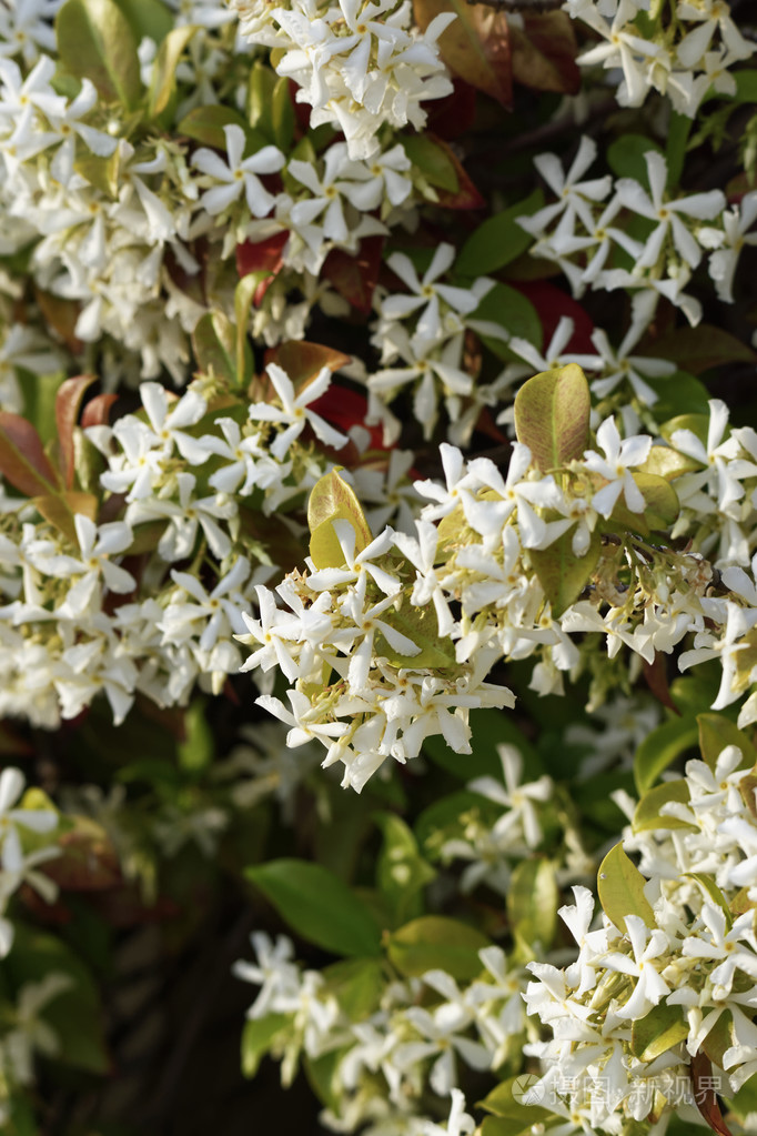 意大利的西西里岛,茉莉花在花园里