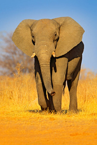 大非洲象, 在石渣路, 与蓝天, 丘比国家公园在博茨瓦纳