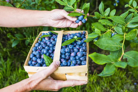 新鲜采摘成熟的蓝莓在花园里