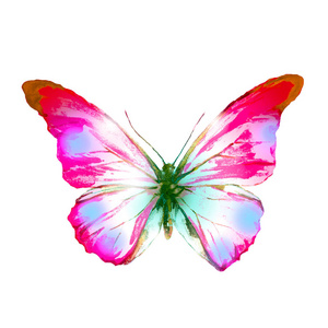 美丽的粉红色蝴蝶, 水彩, 孤立的白色