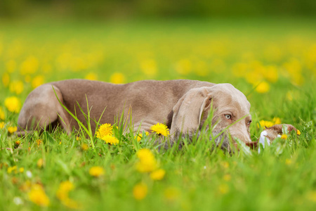 可爱的威玛小狗在蒲公英的草甸