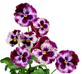 三色紫罗兰花白色上孤立