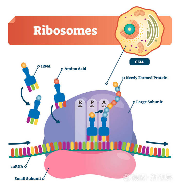 核糖体矢量图。解剖和医学标记方案与 trna, 氨基酸, 蛋白质, 细胞, 小和大亚基, mrna。解释特写图插画正版商用图片0qo3jn