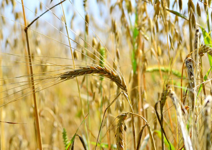 小麦成熟的耳朵在夏天领域