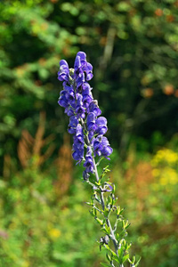 盛开的蓝色植物在夏天在山上