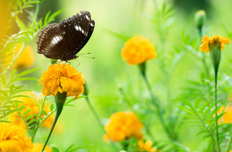 美丽的蝴蝶，黄色的花蕊，黑蝴蝶，万寿菊