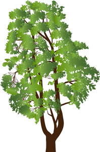 松树被隔绝在白色背景上的插图