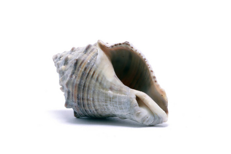 海洋生物装饰贝壳图片