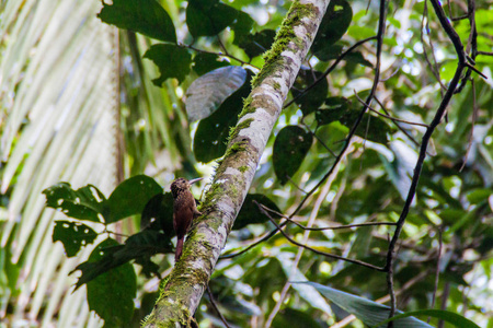 在伯利兹鸡冠盆地野生动物保护区的象牙 woodcreeper Xiphorhynchus flavigaster